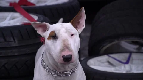 White bull terrier close up Stock Footage 162234673