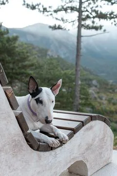 White Bull Terrier resting on a rustic stone bench in a mountain landscape Stock Photos