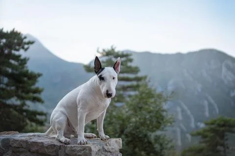 White Bull Terrier standing on a rustic stone wall in a mountain forest Stock Photos
