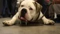 White bulldog HD Footage