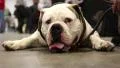 White bulldog lying on the ground HD Footage