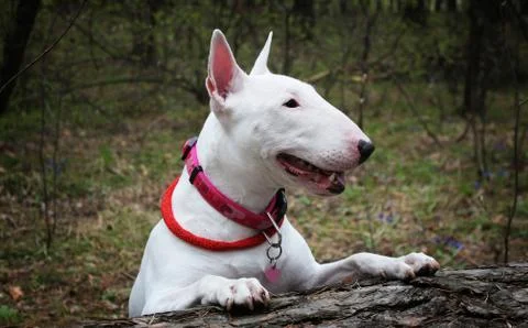 White Bullterrier on nature Stock Photos