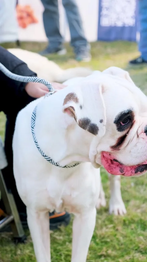White bully puppy with owner in the park, bully dog, bully puppy, Vídeos de archivo 343786223