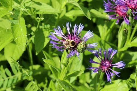 A white bumblebee pollinates mountain cornflower flowers Foto stock
