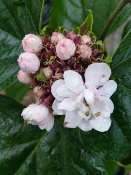 The white bunch of flowers Stock Photos