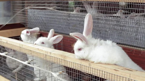 White bunnies in the open cages Stock Footage 61922832