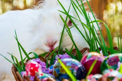 White bunny behind Easter basket full with eggs Stock Photos