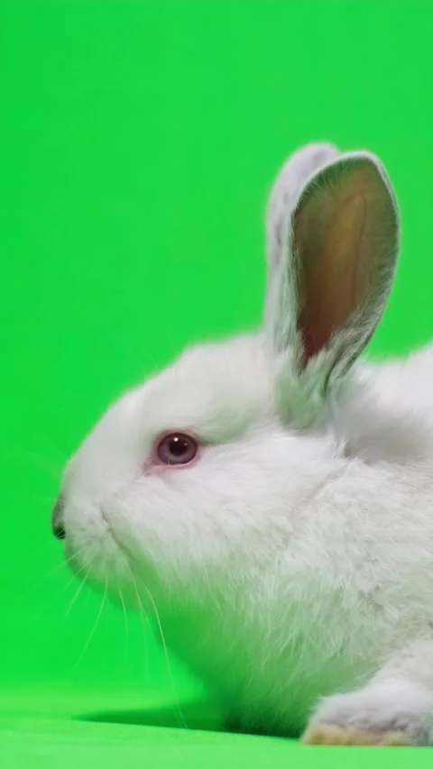 A white bunny on a chromakey background. Vertical video Stock Footage 256253625