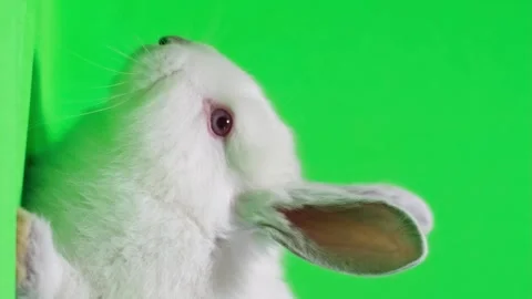 A white bunny on a chromakey background. Vertical video Stock Footage 256932436