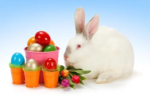 White bunny with easter eggs Stock Photos