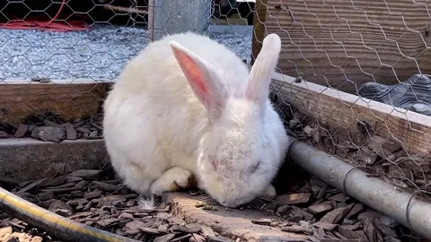 White Bunny Eating Stock Footage 163075987