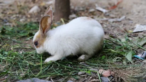 White Bunny Eating Green Grass Outdoors Stock Footage 345697865