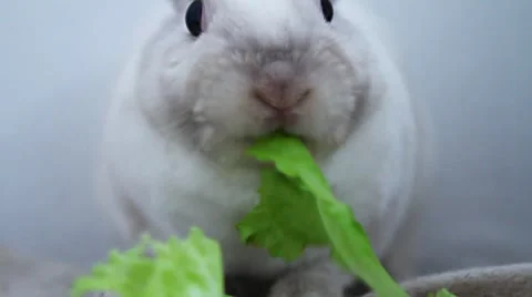 White bunny eats salad leaf Stock Footage 7763174