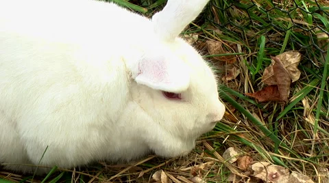 White bunny Video stock 43043867