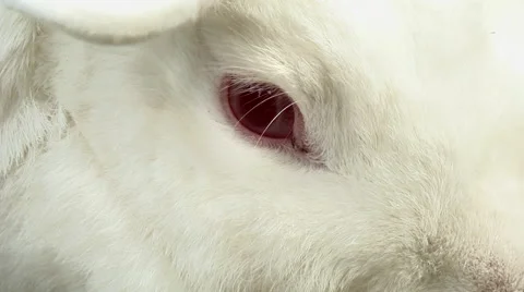 White bunny Video stock 43044404