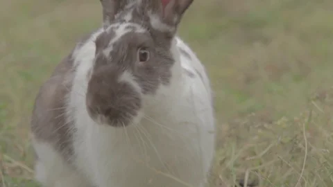 White bunny looking at the camera 스톡 동영상 103312939