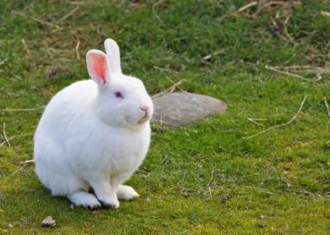 White bunny Stock Photos