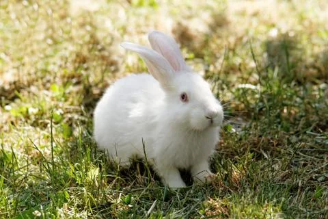 White bunny Stock Photos