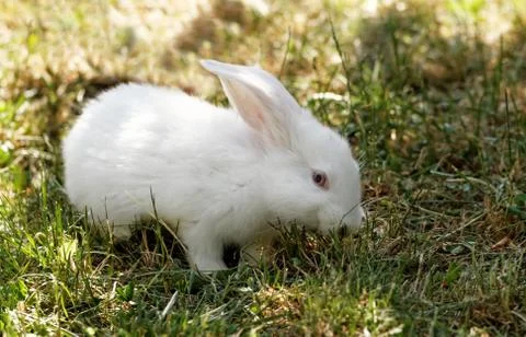 White bunny Stock Photos