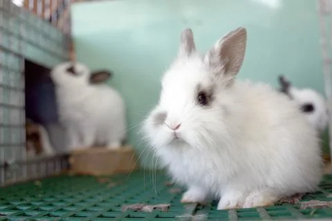 White bunny Stock Photos