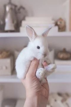 White Bunny Foto stock
