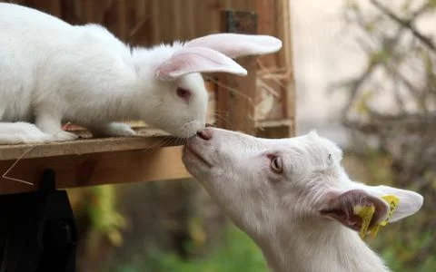 White bunny rabbit and goat kid touching noses Stock Photos