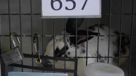 White Bunny Rabbit with Black Spots Sleeping in a Cage Stock Footage 219963283