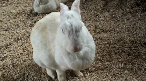 White Bunny Rabbit Cleaning Video stock 12717187