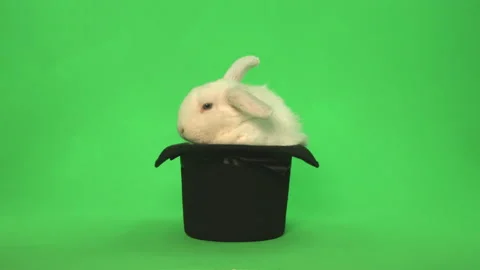 White Bunny rabbit on green screen in top hat with plate shot at end Pt 3 of 8 Stock Footage