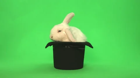 White Bunny rabbit on green screen in top hat with plate shot at end Pt 5 of 8 Stock Footage 148807825