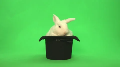 White Bunny rabbit on green screen in top hat with plate shot at end Pt 6 of 8 Stock Footage 148807929