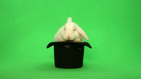 White Bunny rabbit on green screen in top hat Pt 1 of 2 Stock Footage 148841277