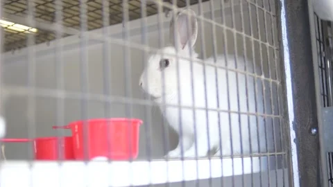 White Bunny Rabbit Sitting in its Cage Stock Footage 219963288