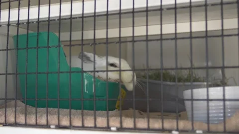 White Bunny Rabbit Sleeping in a Cage in an Animal Shelter Stock Footage 219963277