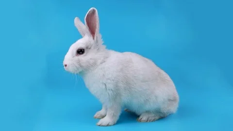 White bunny sits sideways, looking around and sniffing Stock Footage 71201314
