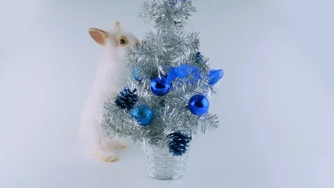 White bunny stands up on two legs and sniffing decorative Christmas tree Stock Footage 94842324