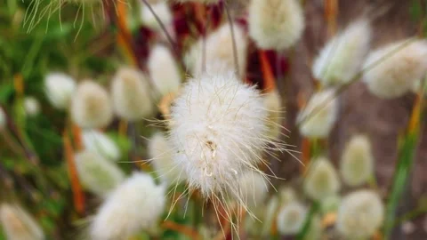 White Bunny tail Lagurus ovatus flower head macro close up stock footage Stock Footage 344799239