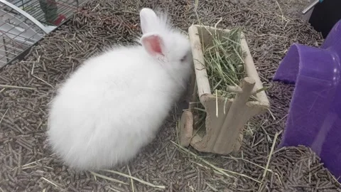 White Buny Inside of a Pet Store Stock Footage 141408554