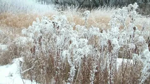 White Burdock Weeds Dancing in Winter Видео 11082678
