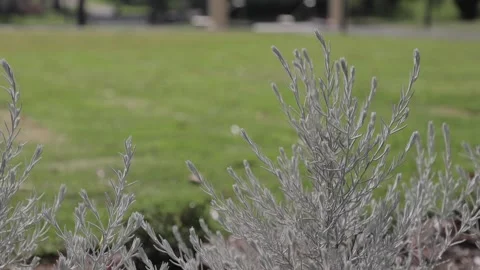 White Bush in Wind Stock Footage 154021192