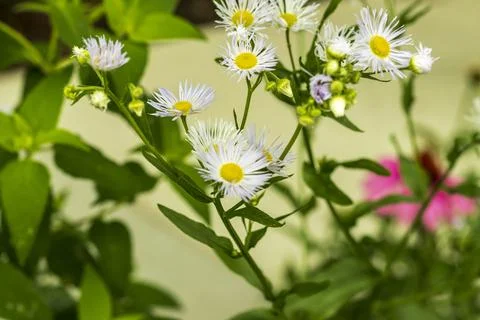 White Bushy Aster in bloom Foto stock
