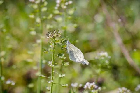 White Butter fly Stock Photos