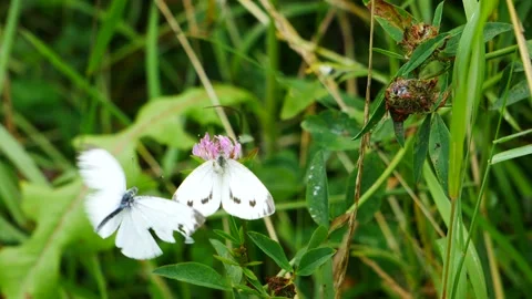 White butterflies are mating. Stock Footage 345729026
