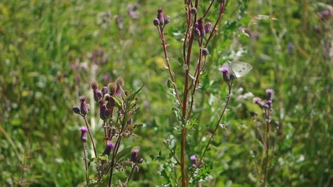 White Butterflies Field Stock Footage 123801141