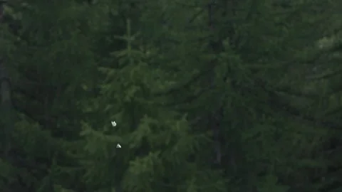 White butterflies in flight Stock Footage 243848031