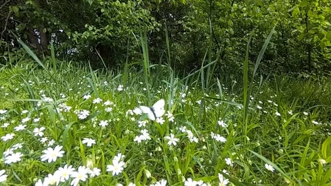 White butterflies flying. Stock Footage 77246224