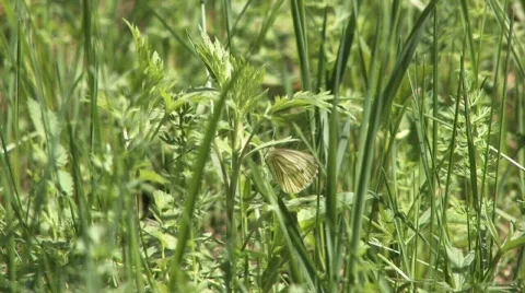 White butterflies Video stock 304009