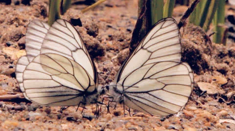 White butterflies on sand Stock Footage 24767055