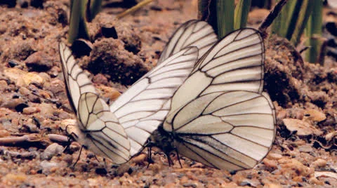 White butterflies on sand Stock Footage 24767733