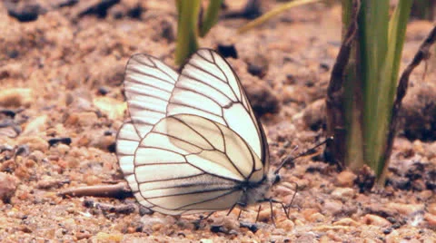 White butterflies on sand Video stock 25041895